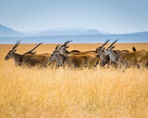 Groupe d’élands évoluant dans les hautes herbes dorées du Kenya