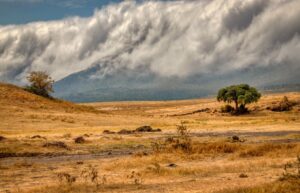 Paysage doré avec un arbre isolé au pied des montagnes en Tanzanie