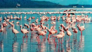 Colonie de flamants roses se nourrissant dans les eaux du lac Nakuru