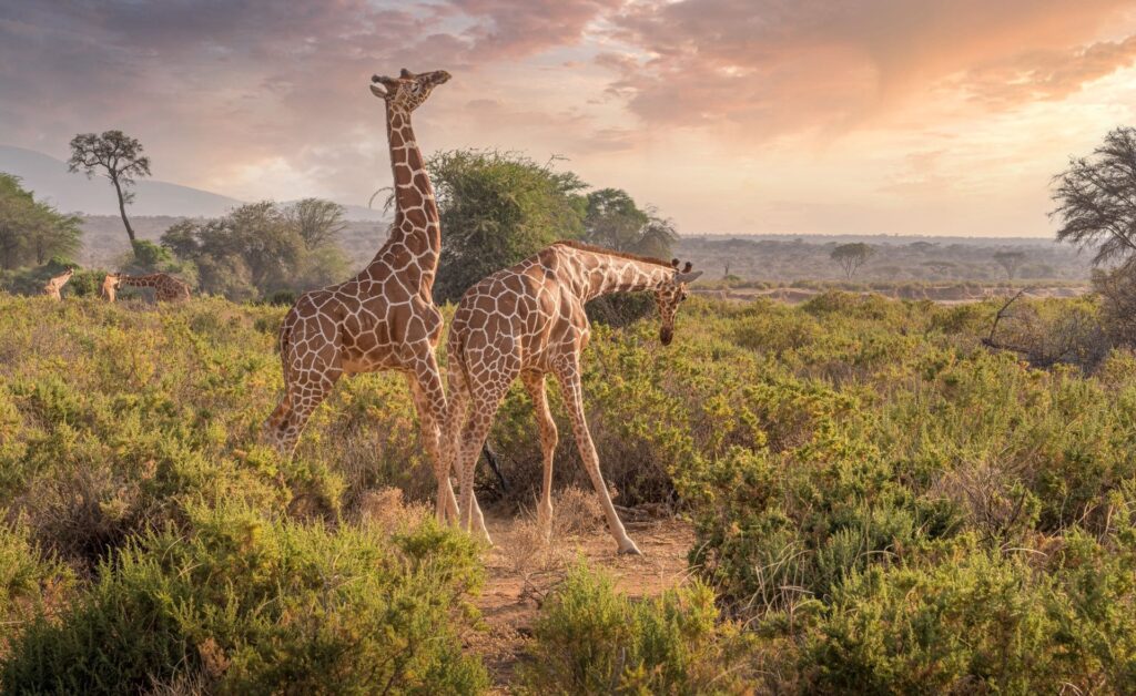 Girafes évoluant dans la savane au crépuscule