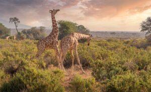 Girafes évoluant dans la savane au crépuscule