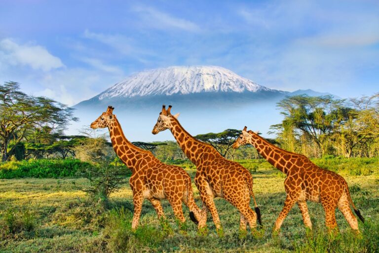 Trois girafes marchant dans la savane avec le Kilimandjaro en arrière-plan
