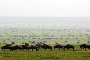 Troupeaux de gnous traversant les plaines du Serengeti en Tanzanie