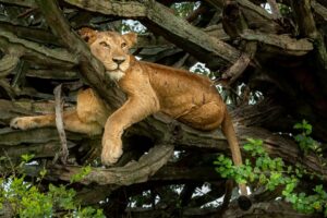 Lionne allongée sur une branche d’arbre dans la savane africaine