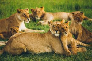 Famille de lions reposant dans l’herbe du Maasai Mara, Kenya