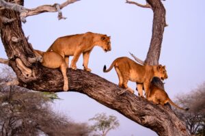 Groupe de lions perchés sur un arbre dans la savane tanzanienne