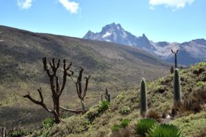 Vue sur le mont Kenya et sa végétation alpine unique