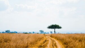 Route sableuse serpentant dans la savane de Tanzanie avec un arbre isolé