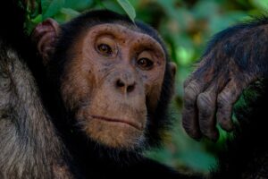 Chimpanzé dans la forêt avec un regard attentif
