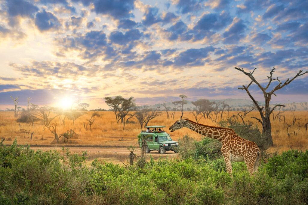 Girafe en bord de piste au lever du soleil dans le Serengeti, Tanzanie